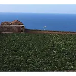 Vinas 1