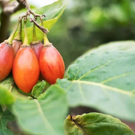 Vinas 1 * Icod De Los Vinos