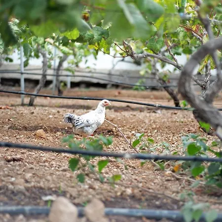 Vinas 1 Apartament *