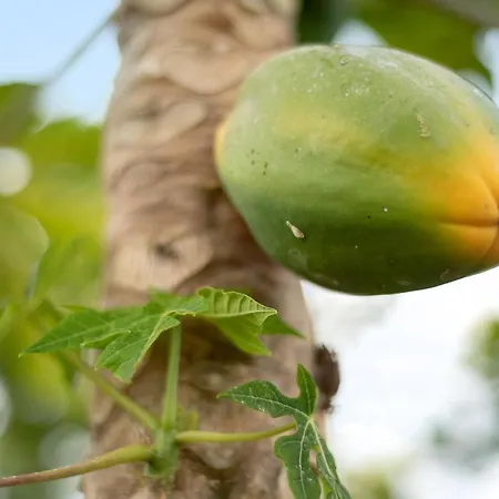 Vinas 1 Apartament Icod De Los Vinos