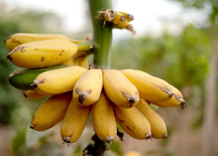 Apartamento Viñas 1 *