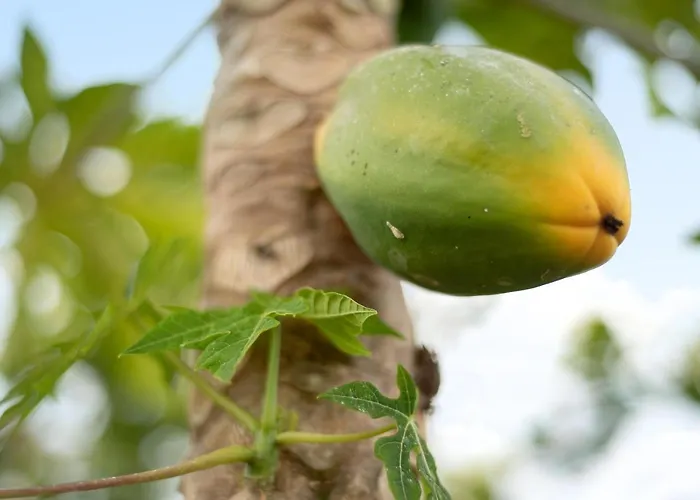 Viñas 1 Apartamento Icod De Los Vinos