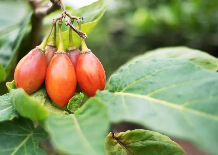 Vinas 1 * Icod De Los Vinos